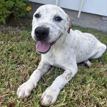 Bruni -  Australian Cattle Dog Blue Heeler Dog for Adoption in Harlingen, Texas - Bruni | PetCurious