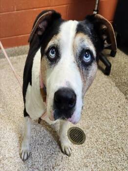 HERMAN -  Pit Bull Terrier and Mixed Breed Dog for Adoption in Pueblo, Colorado - HERMAN | PetCurious