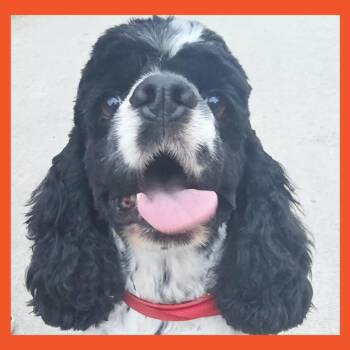 Cocker Spaniel Dogs Available for Adoption in San Francisco, California - Specs | PetCurious