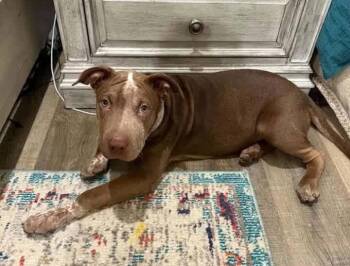 Brownie -  Mixed Breed Dog for Adoption in Northwood, New Hampshire - Brownie | PetCurious