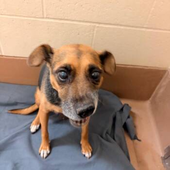 Cranberry -  Mixed Breed Dog for Adoption in Reno, Nevada - Cranberry | PetCurious
