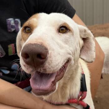 Cosmic Ray -  Mixed Breed Dog for Adoption in Moab, Utah - Cosmic Ray | PetCurious