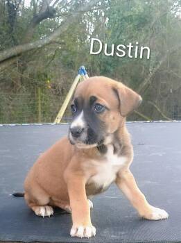 Labrador Retriever Dogs Available for Adoption - Dustin | PetCurious
