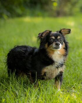 METEOR (0069) -  Chihuahua Dog for Adoption in Bridgeport, Connecticut - METEOR (0069) | PetCurious