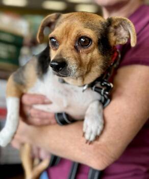 Beagle and Chihuahua Dogs Available for Adoption in Covington, Washington - Daisy | PetCurious