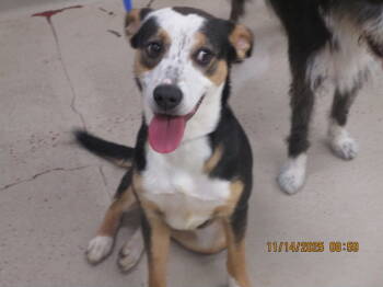 Rescue Terrier Dogs for Adoption in Marietta, Georgia - Zoro(46) | PetCurious