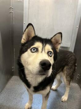 Mixed Breed Dogs Available for Adoption - BLUE COLLIER | PetCurious