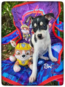 Rat Terrier Dogs Available for Adoption in Sebring, Florida - Bri | PetCurious
