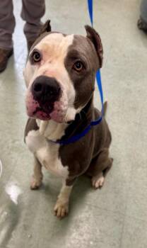 Batman -  Pit Bull Terrier Dog for Adoption in Danielsville, Georgia - Batman | PetCurious
