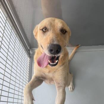 Bingo -  Labrador Retriever and Mixed Breed Dog for Adoption in Bradenton, Florida - Bingo | PetCurious