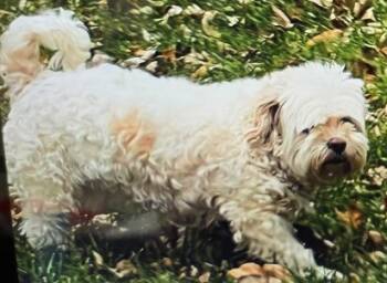 Rescue Lhasa Apso Dogs for Adoption in Kansas City, Missouri - Odie | PetCurious