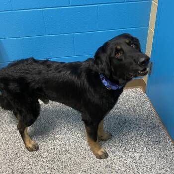 Mixed Breed Dogs Available for Adoption in Cheyenne, Wyoming - Bjorn | PetCurious