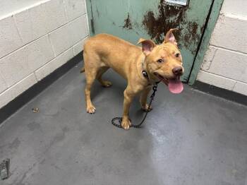 Pit Bull Terrier Dogs Available for Adoption - CALI TUNA | PetCurious