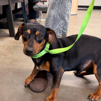 Slinky -  Dachshund and Mixed Breed Dog for Adoption in Clearwater, Florida - Slinky | PetCurious