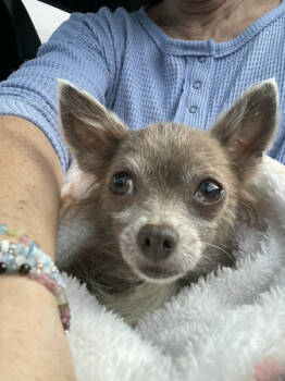 Rescue Chihuahua Dogs for Adoption in Austin, Texas - Sergio | PetCurious