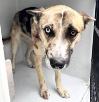 German Shepherd Dog and Husky Dogs Available for Adoption in Houston, Texas - A654667 | PetCurious