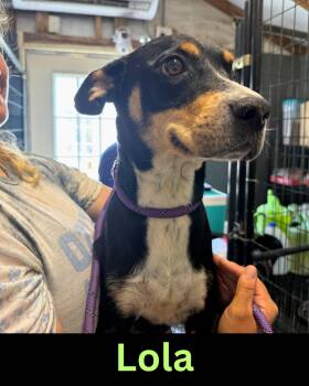 Lola -  German Shepherd Dog Dog for Adoption in The Woodlands, Texas - Lola | PetCurious