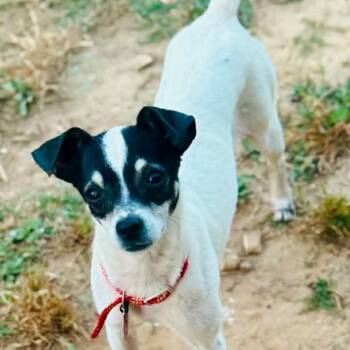 Rat Terrier and Mixed Breed Dogs Available for Adoption in Stormville, New York - CT Moose | PetCurious