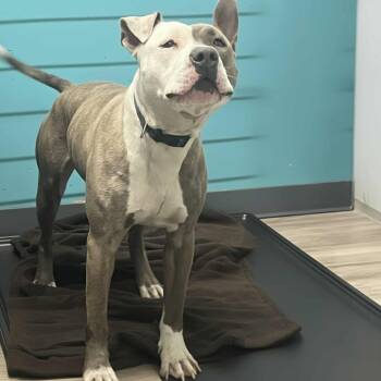 Rescue Terrier Dogs for Adoption in St. Louis, Missouri - Park Ranger | PetCurious