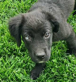 Spaniel Dogs Available for Adoption in Lee