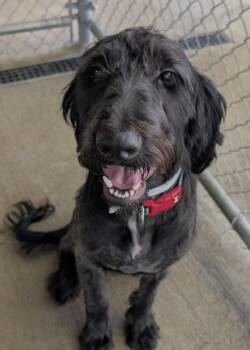 Scooter -  Labradoodle Dog for Adoption in Washington, District Of Columbia - Scooter | PetCurious