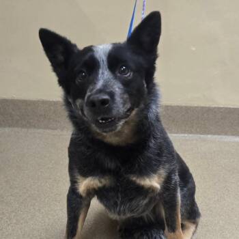 Waylon -  Australian Cattle Dog Blue Heeler Dog for Adoption in Cheyenne, Wyoming - Waylon | PetCurious