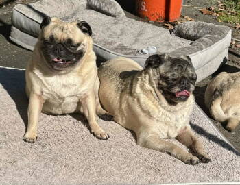 Rescue Pug Dogs for Adoption in Pelham, Massachusetts - Peaches & Peanut (BONDED PAIR) | PetCurious