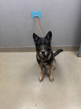 German Shepherd Dog Dogs Available for Adoption in Las Vegas, Nevada - HEY BOO BOO | PetCurious