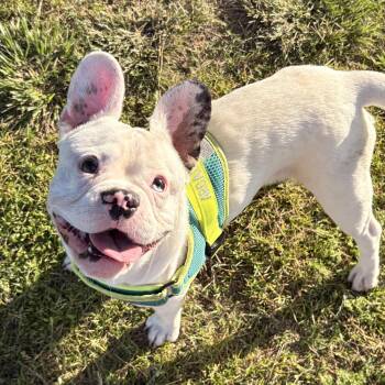 Astro -  French Bulldog Dog for Adoption in Torrance, California - Astro | PetCurious