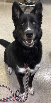Nero -  Shepherd and Mixed Breed Dog for Adoption in Fishers, Indiana - Nero | PetCurious