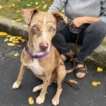 MarbleLEE -  Mixed Breed and Chocolate Labrador Retriever Dog for Adoption in Bardonia, New York - MarbleLEE | PetCurious
