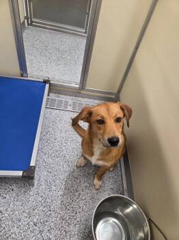 Terrier Dogs Available for Adoption in Athens, Tennessee - Paddington | PetCurious