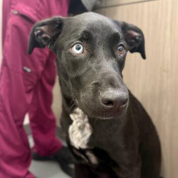 Black Labrador Retriever and Mixed Breed Dogs Available for Adoption - Aloka | PetCurious