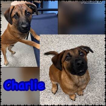 Charlie -  Black Mouth Cur and Mixed Breed Dog for Adoption in Blountville, Tennessee - Charlie | PetCurious
