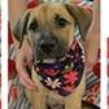 Fawn -  Labrador Retriever and Mixed Breed Dog for Adoption in Tampa, Florida - Fawn | PetCurious