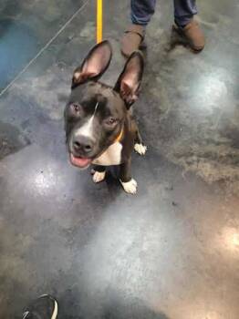 Rescue Mixed Breed Dogs for Adoption in Memphis, Tennessee - Patrick | PetCurious