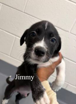 Labrador Retriever Dogs Available for Adoption in Hilton Head Island, South Carolina - Jimmy | PetCurious