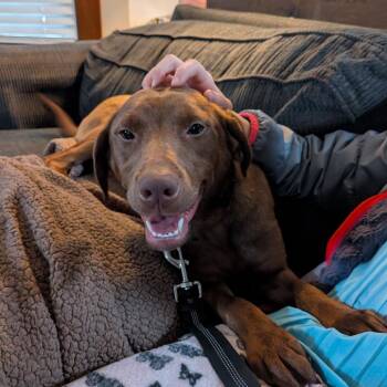 Chocolate Labrador Retriever Dogs Available for Adoption - Kimmy | PetCurious