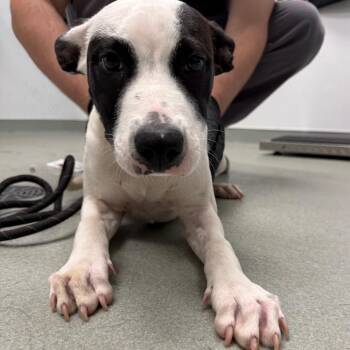 Aegis -  Terrier and Mixed Breed Dog for Adoption in Abilene, Texas - Aegis | PetCurious