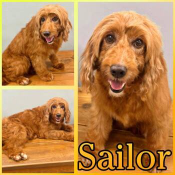 Sailor -  Goldendoodle Dog for Adoption in Hatfield, Pennsylvania - Sailor | PetCurious