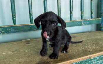 Forks -  Dachshund and Schnauzer Dog for Adoption in San Antonio, Texas - Forks | PetCurious