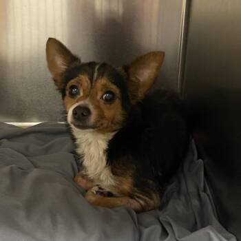 WAGS-Stray-22355 -  Chihuahua Dog for Adoption in Westminster, California - WAGS-Stray-22355 | PetCurious