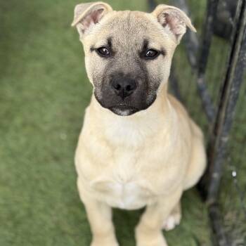 German Shepherd Dog and Labrador Retriever Dogs Available for Adoption - Cindy | PetCurious