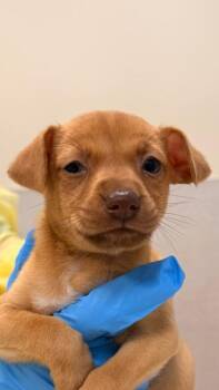 Black Mouth Cur and Mixed Breed Dogs Available for Adoption - Sara Scramble | PetCurious