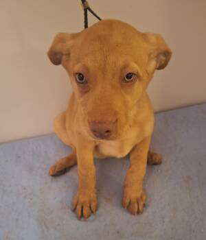 Darwin -  Yellow Labrador Retriever Dog for Adoption in Melbourne, Arkansas - Darwin | PetCurious