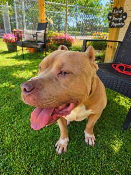 American Bully Dogs Available for Adoption in Tyner, North Carolina - Big Boy | PetCurious