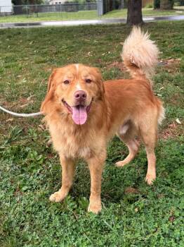 Max -  Golden Retriever Dog for Adoption in Springfield, Illinois - Max | PetCurious