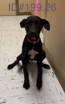 Black Labrador Retriever Dogs Available for Adoption - #199.26 | PetCurious