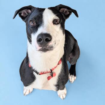 Tommy -  Terrier and Border Collie Dog for Adoption in Shakopee, Minnesota - Tommy | PetCurious