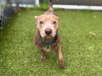 Hersal -  Pit Bull Terrier and Chihuahua Dog for Adoption in Gainesville, Florida - Hersal | PetCurious